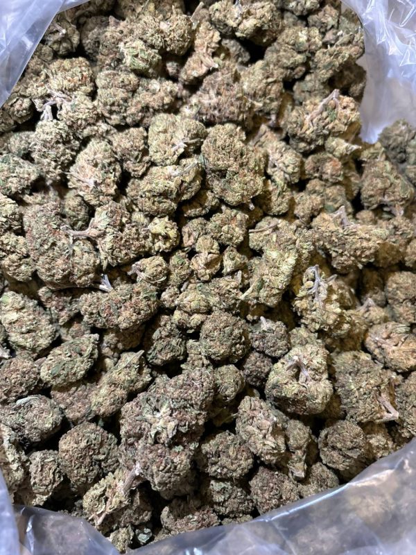 G13